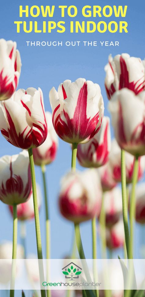 How To Care For Tulips Indoors, Elderberry Garden, Greenhouse Herbs, Tulips Indoors, How To Grow Tulips, Earth Day Project, Grow Tulips, Tulips Bloom, Cheap Greenhouse