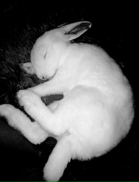 Bunny Curled Up, Rabbit Lying Down Drawing, Bunny Lying Down, Rabbit Lying Down, Bunny Reference Photos, Bunny Laying Down, Rabbit Laying Down, Rabbit Reference Photo, Sleeping Bunny Drawing