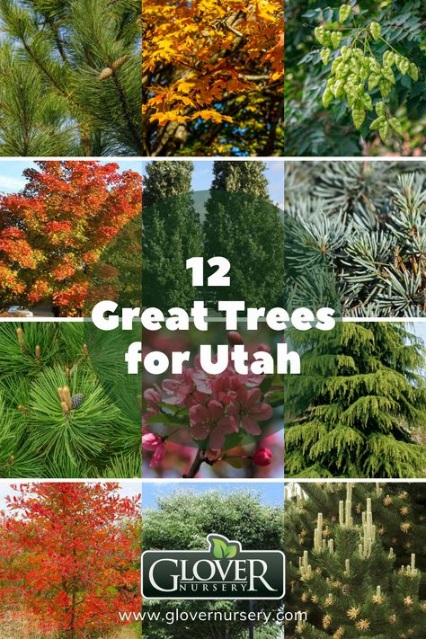 Utah Plants Landscaping, Planting Cedar Trees, Utah Landscape Ideas Backyards, Utah Yard Landscaping Ideas, Utah Trees Landscaping, Localscape Utah, Utah Front Yard Landscaping, Utah Garden Landscaping, Utah Native Landscaping