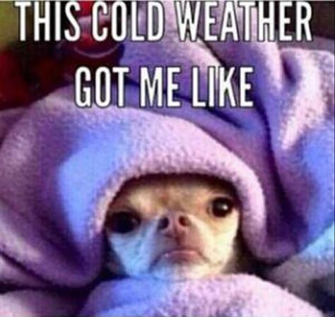 Winter Cold Quotes, Cold Meme, Cold Humor, Winter Meme, Cold Weather Memes, Cold Weather Funny, Weather Humor, Cold Weather Quotes, Cold Quotes