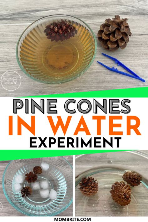 Pine Cone Science Preschool, November Science Experiments Preschool, Harvest Science Activities Preschool, Pinecone Science Experiment, Trees Science Activities Preschool, Fall Prek Science Experiments, Evergreen Tree Activities For Preschool, Pine Cone Science Experiment, Fall Steam Activities For Preschoolers