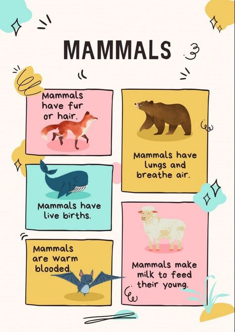 Educational Posters: Fueling Imagination in Curious Minds Mammals For Preschool, Mammals For Kindergarten, Mammals Activities For Preschool, Mammals Preschool Activities, Animal Classification Project, Habitat Posters, Fish Classification, Animal Classification For Kids, Mammals Worksheet