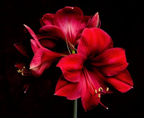 Beautiful Red Amaryllis Red Amaryllis, Amaryllis Flowers, Wear Red Lipstick, Exotic Plants, Cherry Red, Red Flowers, Black Backgrounds, One Day, Birds