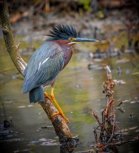 Green Heron Flying Heron, Somerset Levels, Heron Art, Green Heron, Amazing Birds, Herons, Blue Heron, Bird Illustration, Bird Photo