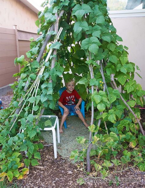 inside-green-bean-teepee Green Bean Stakes, Bean Teepee Diy, Green Bean Teepee, Garden Teepee, Bean Teepee, Daycare Playground, Green Bean Seeds, Bean Garden, Wood Chip Mulch