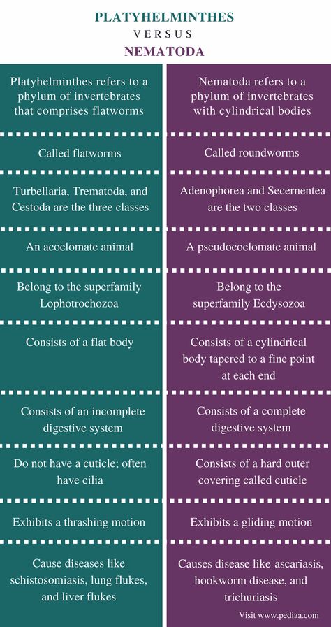 Difference Between Platyhelminthes and Nematoda |Definition, Characteristics, Classification, Similarities and Differences Phylum Platyhelminthes Notes, Phylum Notes, Platyhelminthes Notes, Phylum Platyhelminthes, Human Heart Anatomy, Excretory System, Science Quiz, Heart Anatomy, Study Tips For Students