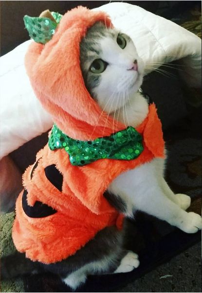 Cat Pumpkin :D Cat Halloween Costume Pet, Cat Halloween Costumes, Best Dog Halloween Costumes, Cat Costume Diy, Cat Halloween Costume, Game Mode, Pet Halloween Costumes, Pumpkin Costume, Animal Costumes