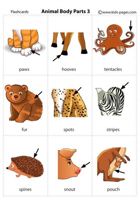 Animal Body Parts 3 flashcard Animal Body Parts Worksheet, Parts Of Animals, Animals Name In English, Animal Body Parts, Learning English For Kids, English Learning Spoken, Kids English, English Vocab, English Verbs