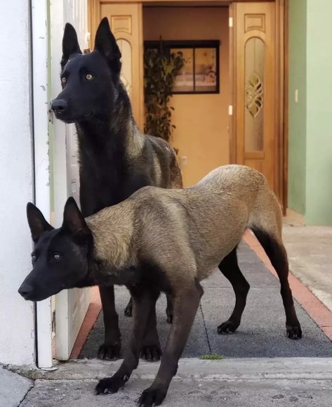 Animals In Mexico, Feral Dog, Malinois Dog, Pretty Dogs, Pretty Animals, Love Animals, Belgian Malinois, Amazing Photos, Animal Photo