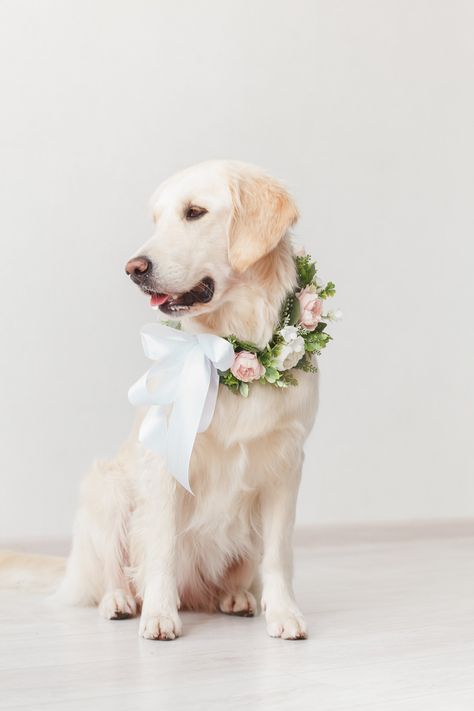 Flowers For Dogs Wedding, Flower Dog Wedding Collar, Floral Dog Collar Wedding, Dog Flowers Wedding, Dog Floral Collar Wedding, Dog Outfits For Wedding, Flower Dog Wedding, Dogs At Weddings Ideas, Wedding Dog Ideas