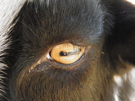 Goat Contact Lenses, Goat Eyes Aesthetic, Black Goat Reference, Exorcist Oc, Goat Eyes, Animal Eyes In The Dark, Sheep Eyes Close Up, Golden Goat, Cow Eyes