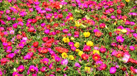 Planting Seeds Outdoors, Grow Moss, Moss Roses, Colorful Landscaping, Rose Like Flowers, Growing Moss, Landscape Curbing, Flowering Succulents, Starting Seeds Indoors