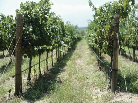 Grapevines require a support system that will lift their branches up from the ground and maintain that hold when the heavy clusters of fruit begin to develop. A wire fence, also known as a trellis, is a simple system that works well with the pruning methods and growth habits specific to grapes. This system consists of ... Blackberry Trellis, Vine Fence, Growing Wine Grapes, Grape Vine Trellis, Growing Blackberries, Grape Trellis, Grape Vineyard, Vine Trellis, Living Fence