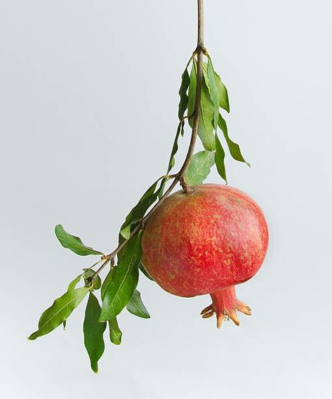 Plants Reference Photos, Pomegranate Reference, Plant Reference Photos, Fruit Reference Photo, Fruit On Branch, Pomegranate Photo, Pomegranate Photography, Pomegranate Still Life, Pomegranate Blossom