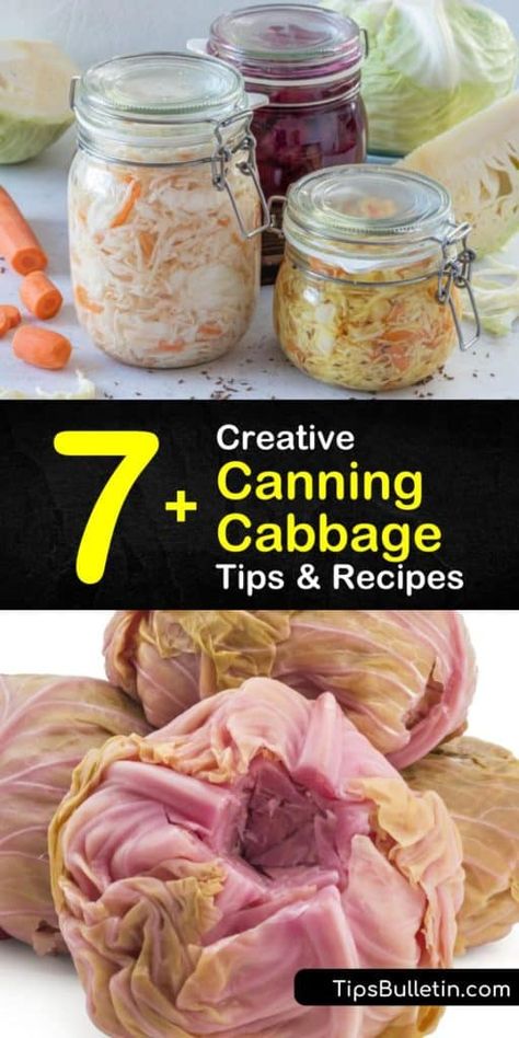 Canning Pickled Cabbage Recipe, Canning Cabbage Water Bath, Cabbage Canning Recipes, Canned Cabbage Recipes, Cabbage Preserving, Canning Cabbage Recipes, Preserve Cabbage, Canning Cabbage, Storing Recipes