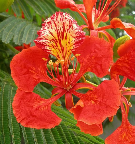 Royal Poinciana flower Royal Poinciana Flower, Poinciana Flower, Flamboyant Tree, Delonix Regia, Royal Poinciana, Flame Tree, National Flower, Red Petals, Ornamental Trees