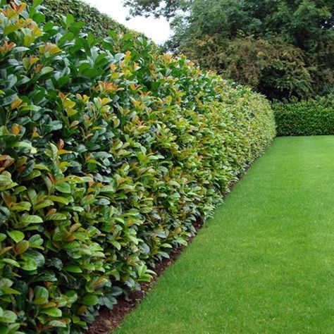 If you are thinking about planting a new hedge and have doubts on which plant is the best for you, we are offering a list of the most popular ones s Fence Bushes Landscaping Ideas, Nature Fence Ideas, Friendly Fence Ideas, Fence With Bushes, Natural Fence Ideas Backyards, Fencing For Sloped Yards, Plants As Fence, Natural Screens Privacy Fences, Bush Privacy Fence