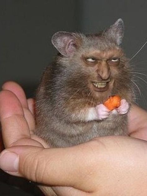 Funny Rats, Ugly Cat, Funny Hamsters, Cat Hacks, Cute Rats, Funny Animal Photos, Pet Hacks, Silly Animals, Very Funny Pictures