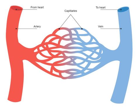 Blood Vessels Diagram Blood Vessels Drawing, Circulatory System Drawing, Blood Vessels Anatomy, Science Diagram, Function Of Blood, Science Diagrams, Heart Diagram, Blood Components, The Circulatory System