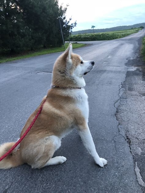 My Japanese Akita Ryu! Japanese Dog Breeds, Police Canine, Japanese Akita, American Akita, Akita Inu, Japanese Dogs, Akita Dog, Loyal Dogs, Bear Dog