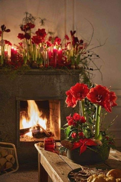 Amellye - Amaryllis🎄🌺-(Pinterest)... Amaryllis Arrangement Christmas, December Magic, Christmas Homes, Christmas Fireplace Mantels, Outdoor Christmas Planters, Lights For Christmas, Christmas Bouquet, Christmas Pots, Holiday Arrangement