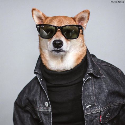 Dogs Who Deserve More Followers Than You: Bodhi The Menswear Dog – if it's hip, it's here Cheems Dog, Menswear Dog, Dog Presents, Dog Houses, Shiba Inu, Dog Care, Dog Accessories, Dog Clothes, Pet Portraits