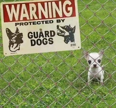 23 "Vicious" Guard Dogs Who Don't Need Their "Beware Of Dog" Signs Chihuahua Training, Beware Of Dog, Cute Chihuahua, Chihuahua Love, Guard Dogs, Dog Signs, Training Your Dog, Little Dogs, Training Tips