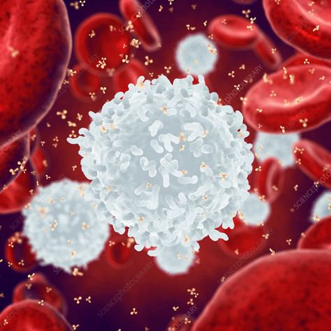 Immune system, conceptual illustration. White and red blood cells and antibodies. Reactive Oxygen Species, White Blood, Cell Therapy, Healthy Eyes, Conceptual Illustration, Science Photos, White Blood Cells, Immune Health, Blood Cells