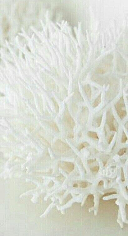 White Coral Seashell Aesthetic, Labuan Bajo, Side Order, She Sells Seashells, Sea Coral, Ocean Jewelry, Close Up Photography, White Sea, White City