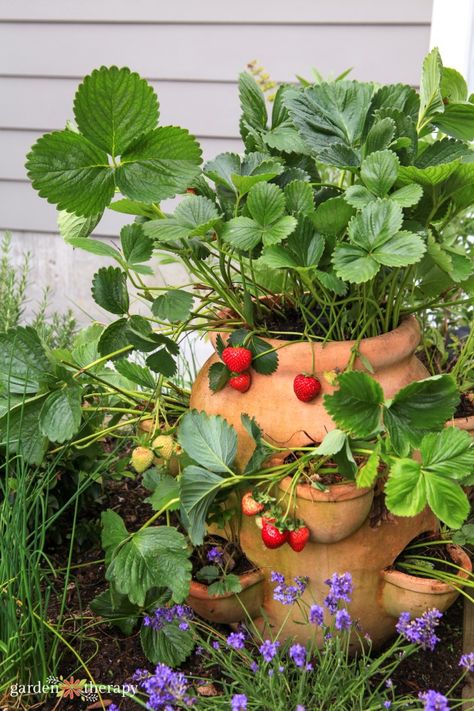 Very Small Garden Ideas, Growing Strawberries In Containers, Irrigation Diy, Strawberry Pot, Border Garden, Grow Strawberries, Culinary Kitchen, Strawberry Water, Strawberry Pots