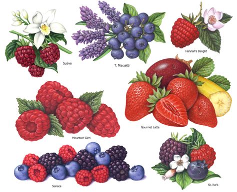 Berry Packaging Illustrations From Last 25 Years on Behance Berry Packaging, Berry Drawing, Berries Illustration, Fruit Art Drawings, Fruit Farm, Cupcake Drawing, Fruits Drawing, Berry Baskets, Tattoo Project