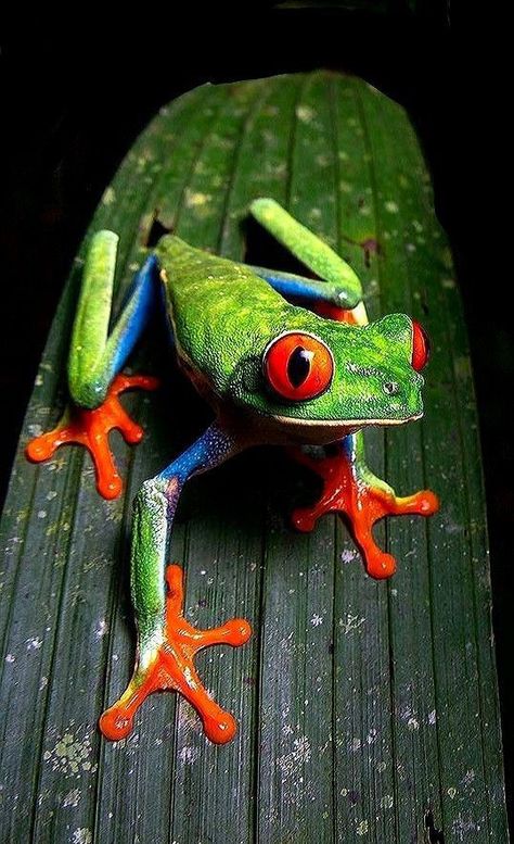 Pfp Frog, Frog Pfp, Frog Nails, Rainforest Frog, Colorful Frogs, Frog Stuff, Frog Species, Amazing Frog, Red Eyed Tree Frog