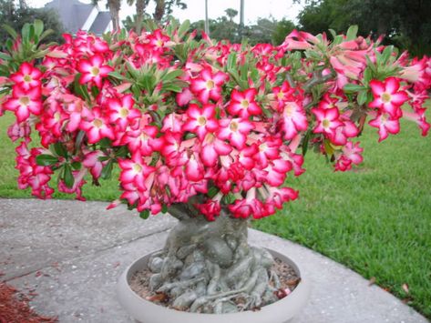 - These are not difficult plants to grow well, provided they get enough sunlight and warmth. Like all succulents, they cannot tolerate sitting in water... Desert Rose Care, Kaktus Dan Sukulen, Rose Plant Care, Desert Rose Plant, Tanaman Indoor, Bonsai Seeds, Bonsai Flower, Rose Seeds, Home Garden Plants