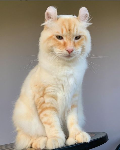 Yeti The Highland Lynx Cat Has The Most Purrfect Ears & Paws Lynx, Highlander Cat, Lynx Cat, Polydactyl Cat, American Curl, Go Crazy, Cat Names, Cat Paws, Tabby Cat