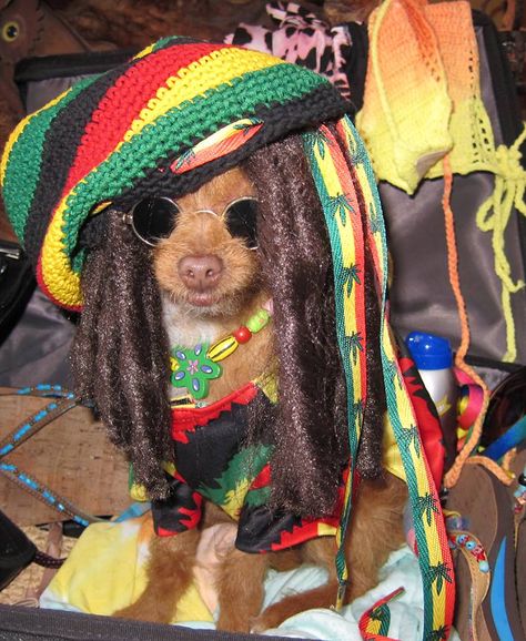 Rasta Bob Marley Jamaica dreads wig cute dog costume Bob Marley Costume, Dreads Wig, Rasta Dog, Wig Cute, Cute Dog Costumes, Funny Dog Faces, Dreadlock Wig, Diy Dog Costumes, Marley Hair