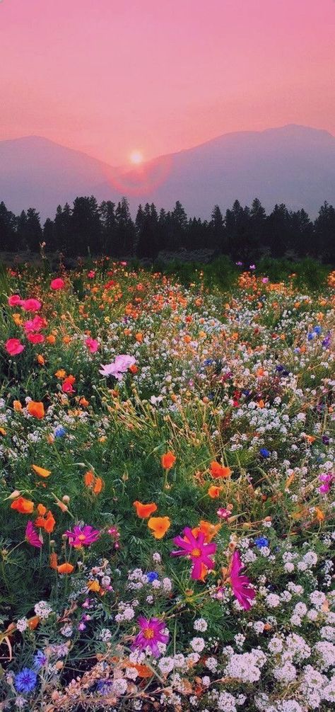 Field Of Wildflowers Photography, Wildflowers Aesthetic Wallpaper, Cottage Flower Garden Aesthetic, Wildflower Phone Wallpaper, Flower Field Wallpaper Iphone, Wild Flower Field Aesthetic, Wildflower Wallpaper Iphone, Pink Earthy Aesthetic, Rad Wallpapers