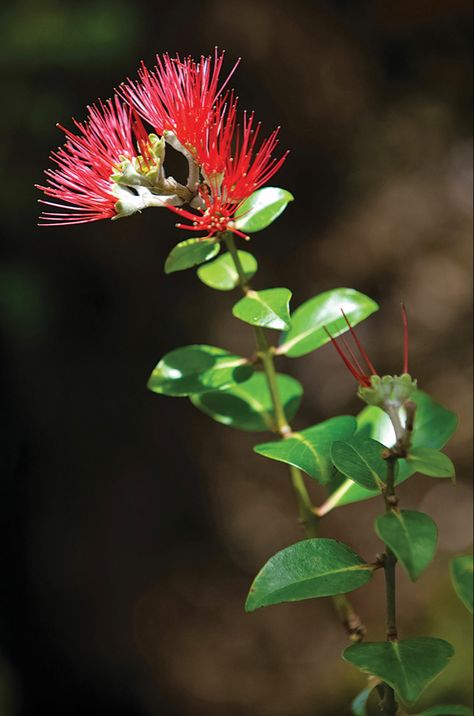 Ohia lehua flower Ohia Lehua Flower, Lehua Flower, Ohia Lehua, Hawaiian Plants, National Geographic Photographers, Haleakala National Park, Hawaiian Culture, Green Pasture, Humpback Whale