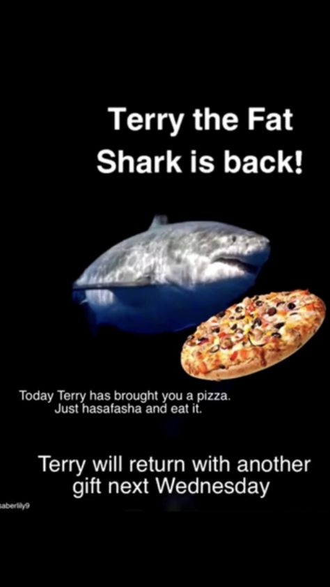 Terry The Fat Shark, Silly Sharks, Save The Sharks, Shark Facts, Shark Bait, Cute Shark, Shark Birthday, Shark Week, Marine Biology