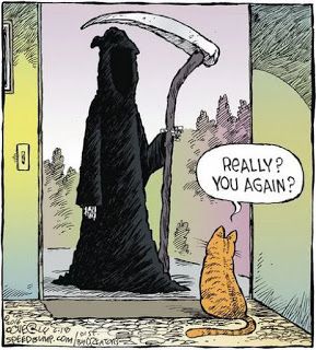 Halloween Jokes, Deadpool Comic, Cat Jokes, Speed Bump, Cat Comics, Grim Reaper, A Cartoon, Funny Cartoons, Crazy Cat Lady