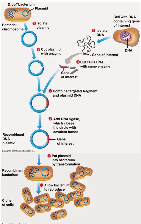 Dna Ligase, Dna Cloning, Anaerobic Respiration, Recombinant Dna, Genetic Modification, Biochemistry Notes, Cells Project, Dna Technology, Covalent Bonding