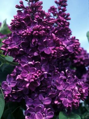 syringa vulgaris yankee doodle. darkest purple, heavy ... Lilac Plant, Syringa Vulgaris, Yankee Doodle, French Lilac, Lilac Bushes, Purple Lilac, Trees And Shrubs, Dream Garden, Garden Center