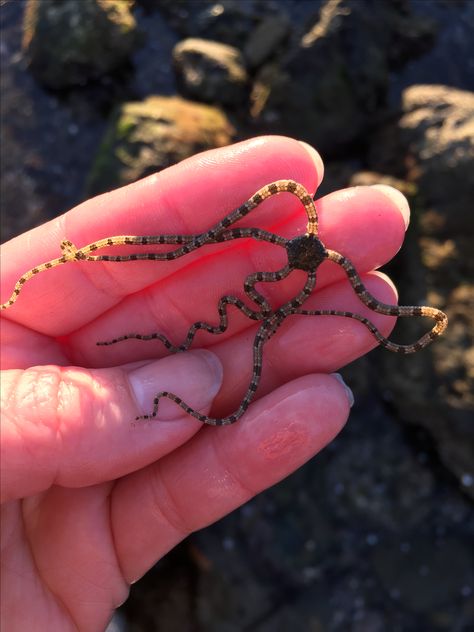 Brittle Star Tattoo, Brittle Starfish, Brittle Star, Salt Marsh, Sea Star, Sea Monsters, Star Tattoos, Ocean Creatures, Marine Animals