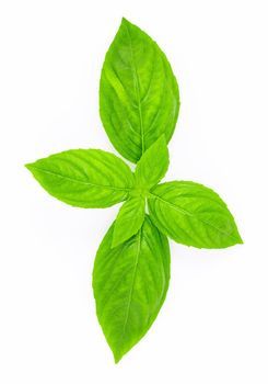 Basil Leaf, Sweet Basil, Basil Leaves, Image Illustration, Basil, White Background, Create Yourself, Vector Free, Vector Illustration