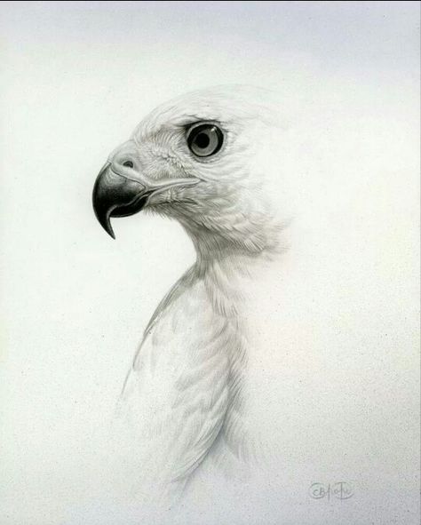 .. Realistic Animal Drawings, Eagle Drawing, Eagle Art, Wildlife Artists, Bird Artwork, Owl Bird, Pencil Art Drawings, Animal Sketches, Bird Drawings