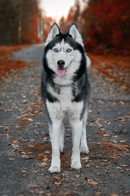 Siberian husky dog stands on the path in... | Premium Photo #Freepik #photo #siberian-husky #husky #dog-face #dog-park Husky Dogs Puppy, Cute Husky Wallpaper, Siberian Husky Aesthetic, American Husky, Husky Aesthetic, Husky Photography, Grey Husky, Husky Pictures, Beautiful Dog Pictures