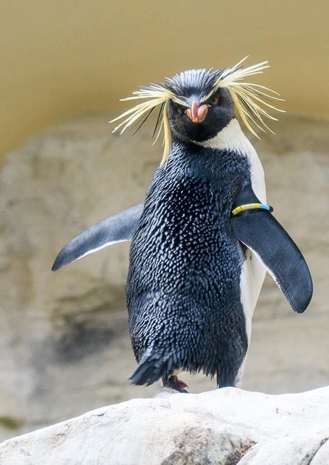 Richtige Alleinunterhalter sind die Felsenpinguine im Tiergarten Schönbrunn. Am besten besuchst du den Tiergarten gleich in der Früh, da sind noch weniger Leute.  #Zoo #Vienna #Schönbrunn #Pinguine Really Cool Backgrounds, Rockhopper Penguin, Penguin Love, Cool Backgrounds, Birds Of Paradise, Bird Art, Animal Paintings, Animals Beautiful, Pet Portraits