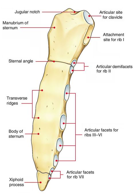 Sternum Bone Anatomy, Sternum Anatomy, Human Health And Disease, Breast Anatomy, Thoracic Cage, Kidney Anatomy, Skeleton System, Anatomy Pictures, Bone Anatomy