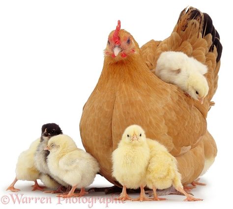 Photograph of Buff bantam hen with chicks. Rights managed white background image. Pet Chickens Breeds, Hen With Chicks, Bantam Chickens, Chicken Pictures, Beautiful Chickens, Keeping Chickens, Victorian Photos, Chickens And Roosters, Chicken Breeds