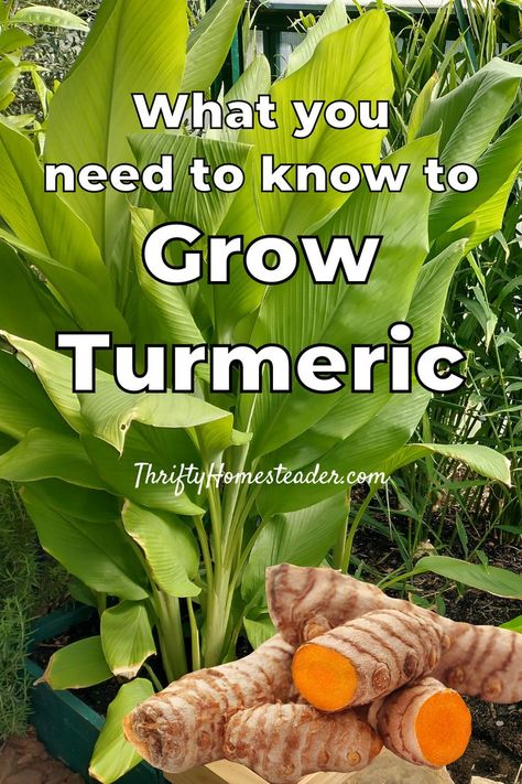 Grow Turmeric From Root, How To Plant Turmeric Root, How To Grow Tumeric Indoors, Growing Turmeric Indoors, When To Harvest Turmeric, How To Grow Turmeric In A Pot, Tumeric Plants How To Grow, Turmeric Plants How To Grow, Planting Tumeric How To Grow