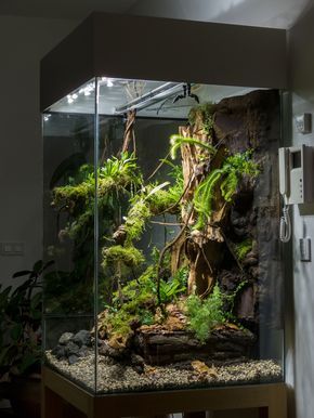 Photo by: Ramses Bulterys https://flic.kr/p/k1W8ht | IMG_9223 Big Terrarium Ideas, Iguana Vivarium, Vertical Terrarium, Big Terrarium, Dart Frog Terrarium, Frog Terrarium, Gecko Terrarium, Living Room Display, Craft Table Diy